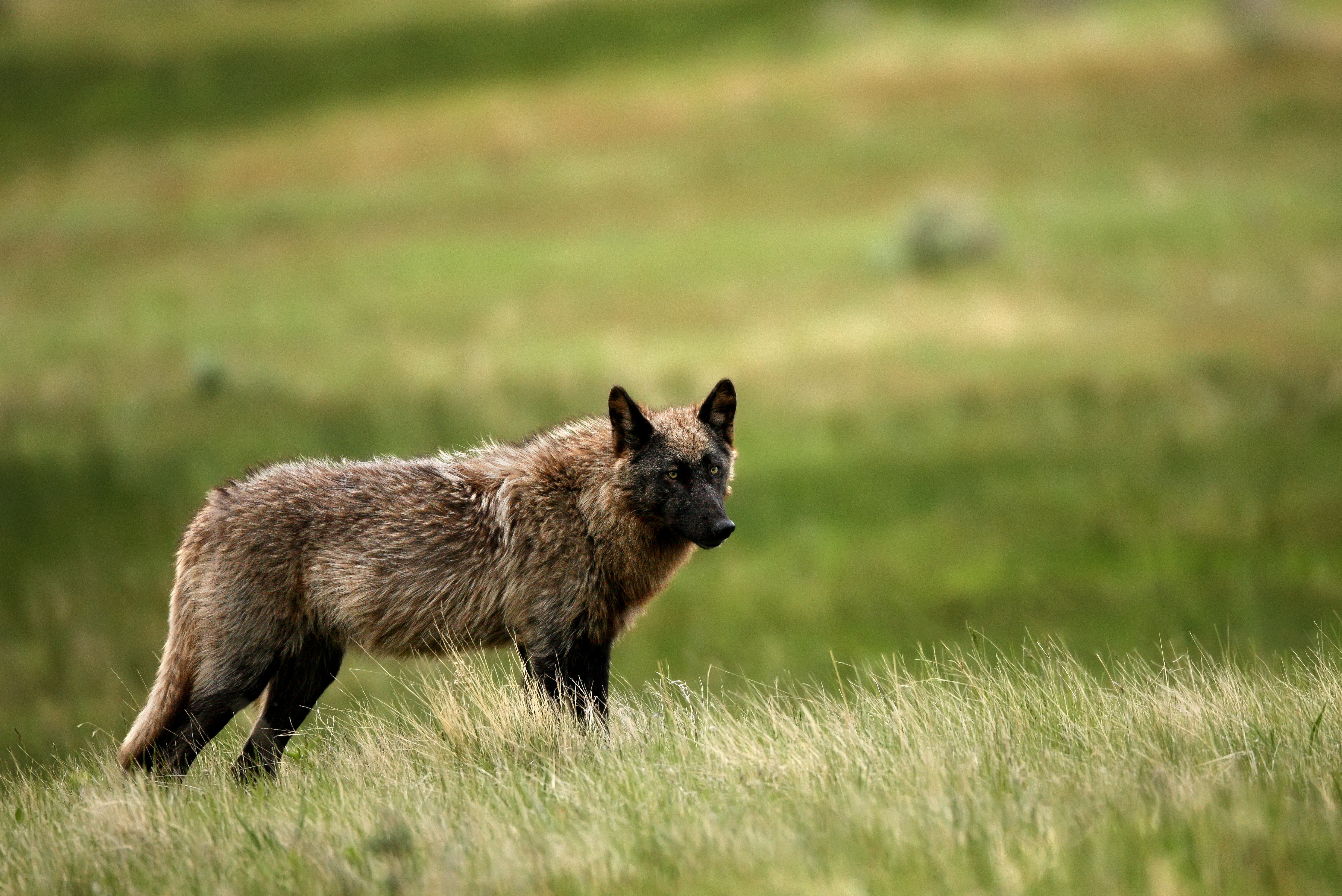 Happy 107th Anniversary to the National Park Service | Defenders of